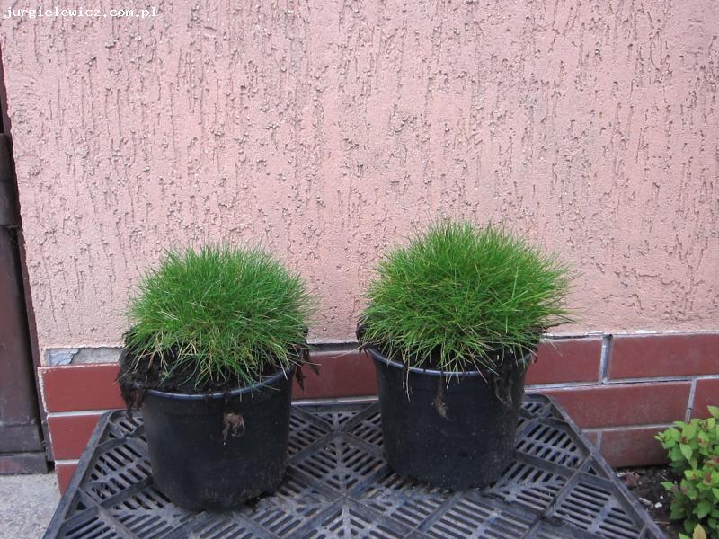 Festuca gautieri