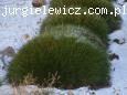 Festuca gautieri