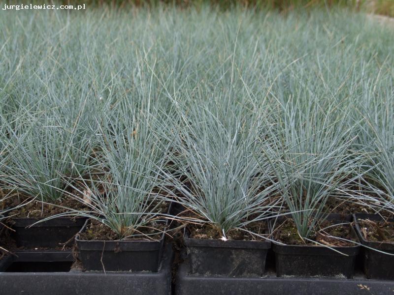 Festuca glauca/cinerea 