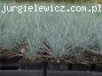 Festuca glauca/cinerea 